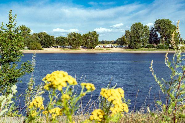 Blick durch Blumen auf Campingplatz Stover Strand an der Elbe bei Hamburg