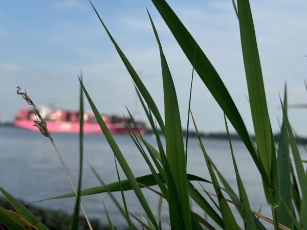 Elbe bei dem Elbinsel Lühesand Campingplatz von Stover Strand