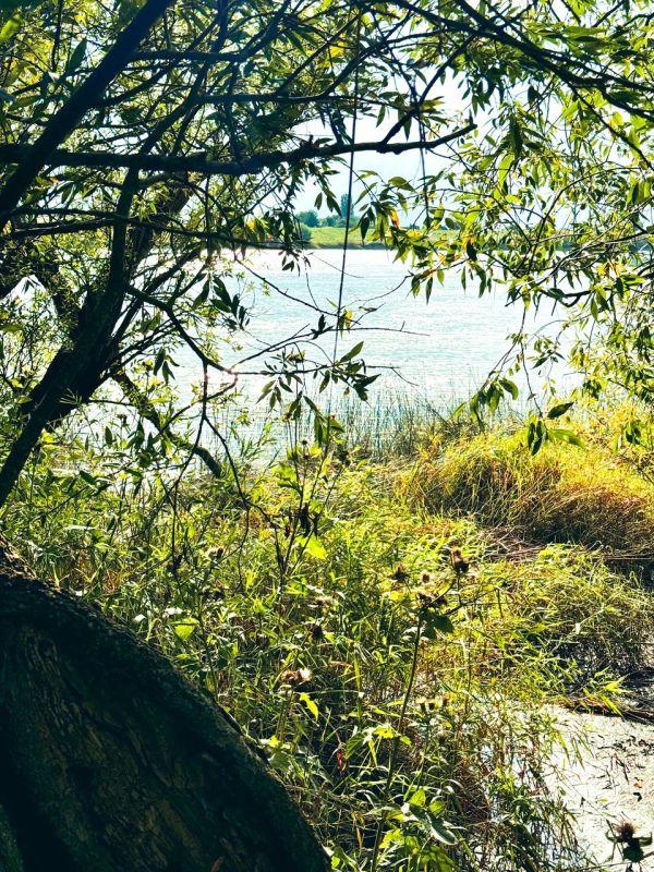 Natur und Elbe bei der Elbinsel Lühesand